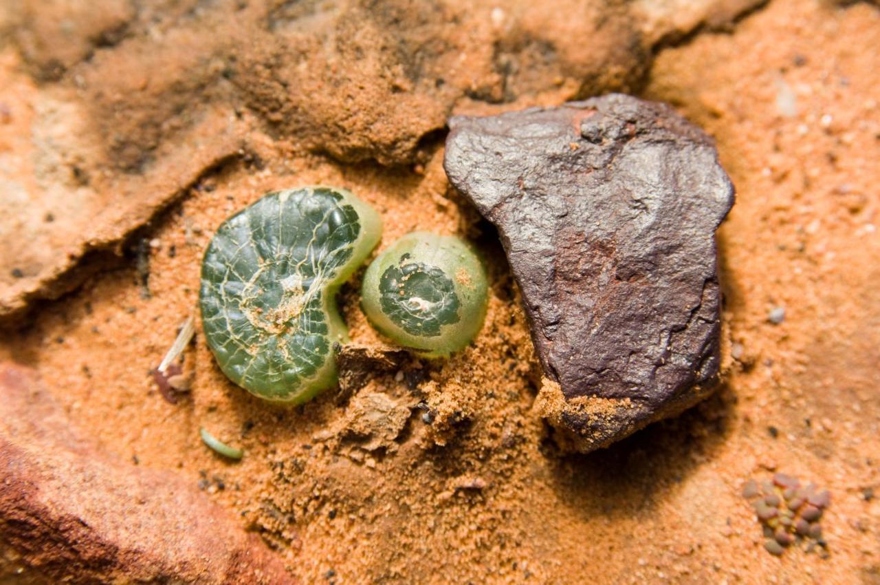 Gecko Rock Private Nature Reserve Goedgemoed Εξωτερικό φωτογραφία